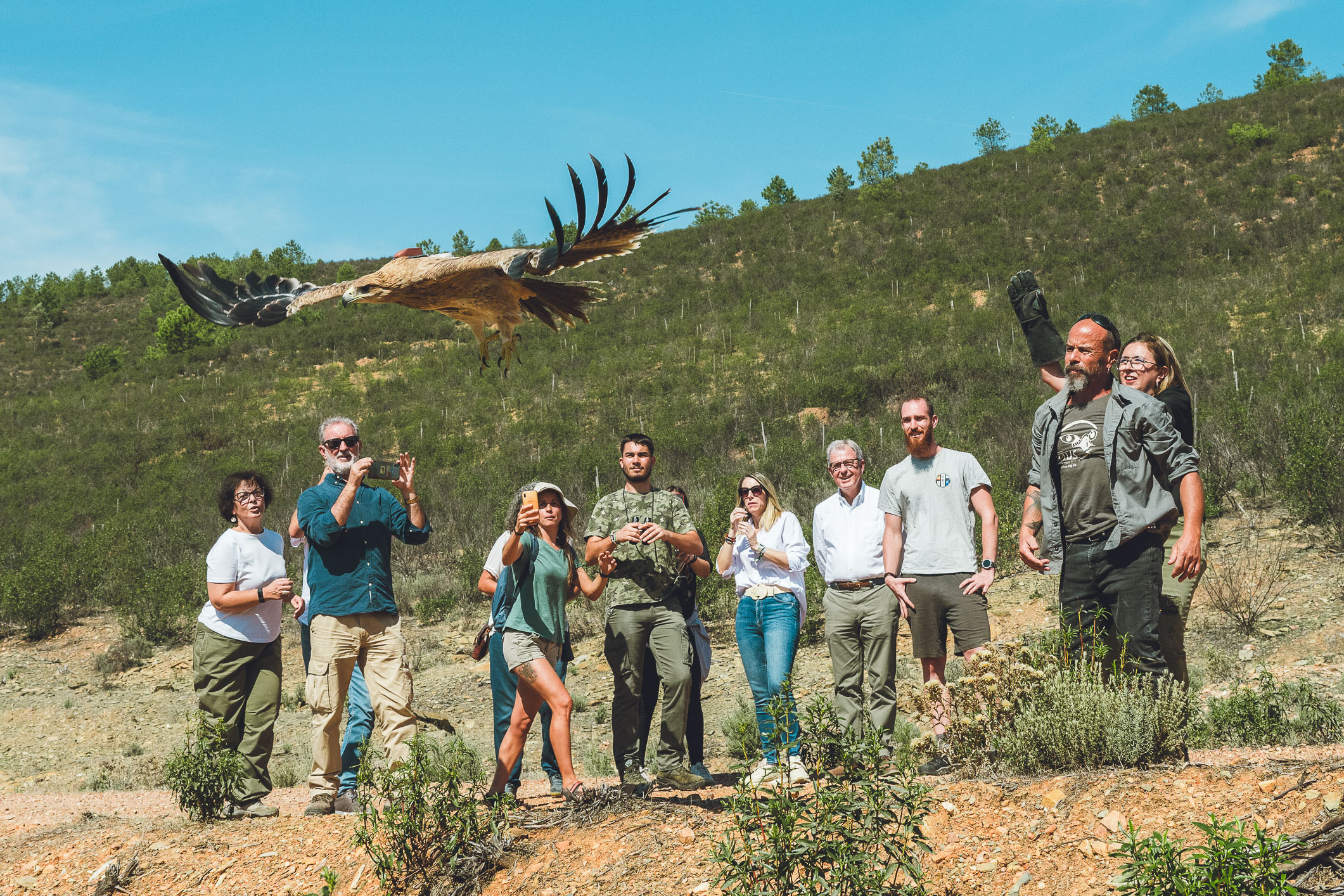 Liberación de águila imperial en Monfragüe