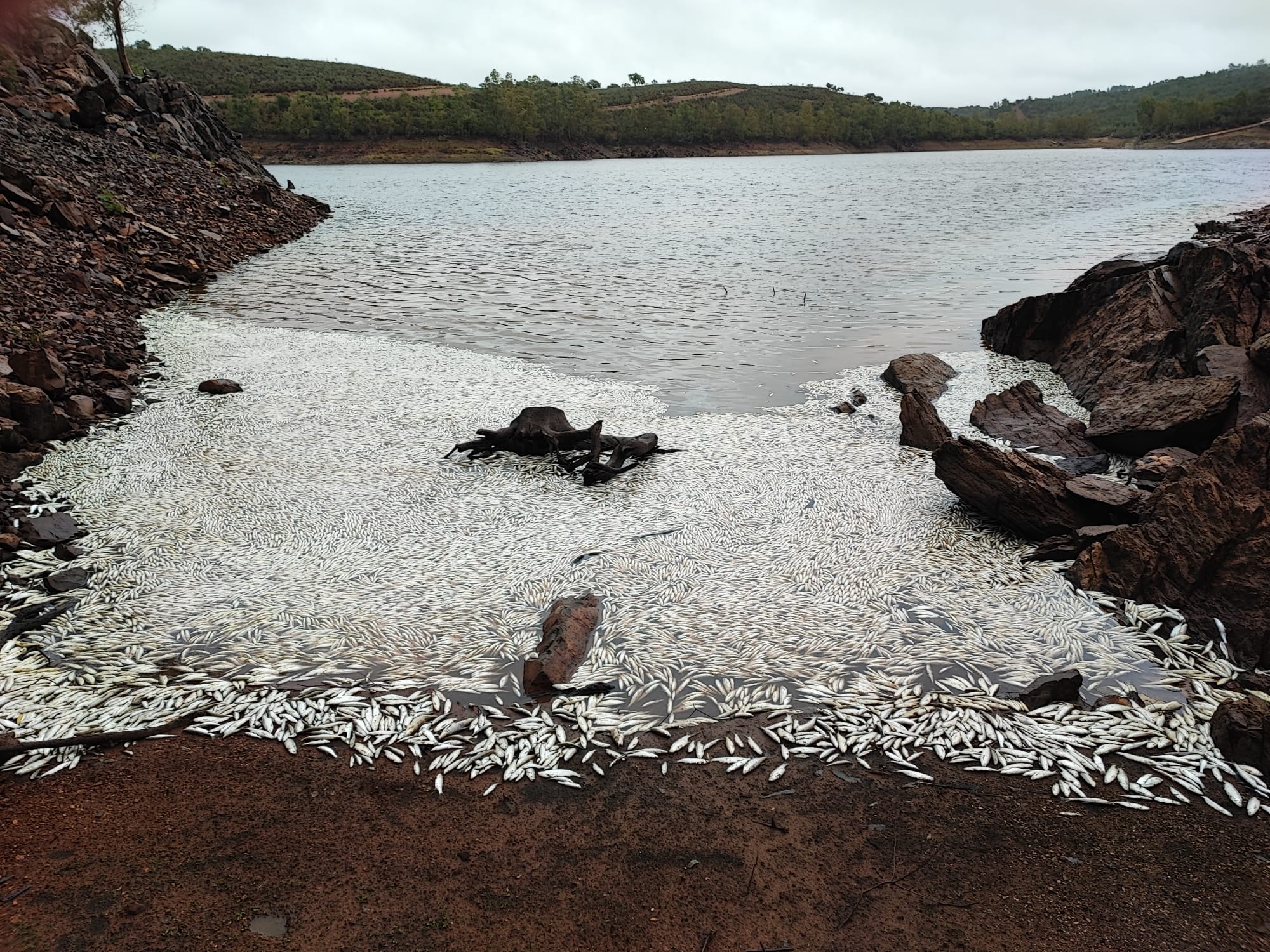 Peces muertos en Peña del Águila