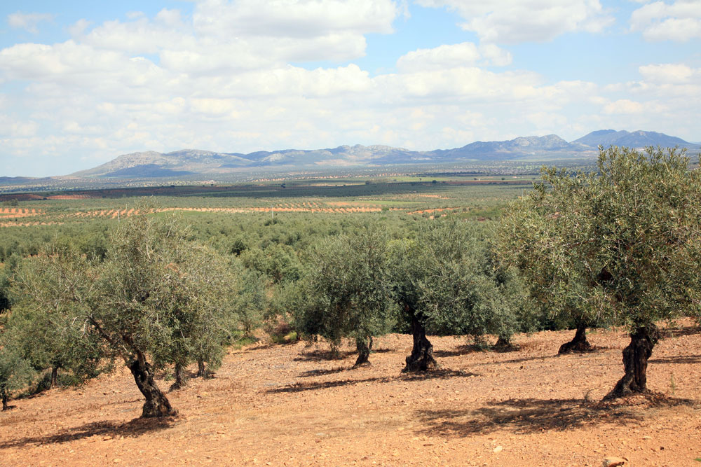 Ruta del aceite