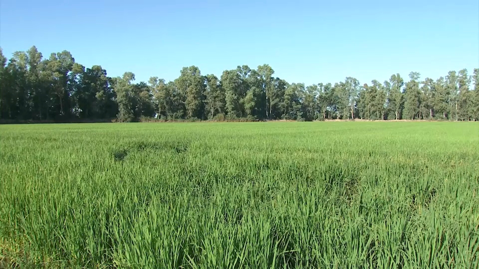 Cultivo del arroz en Extremadura