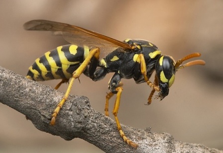 Perfil avispa