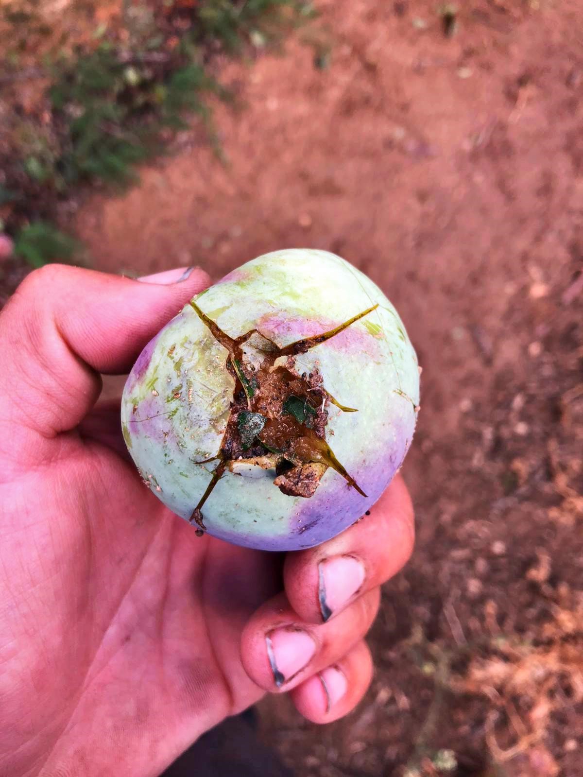 Daños en una ciruela de una finca de Valdivia