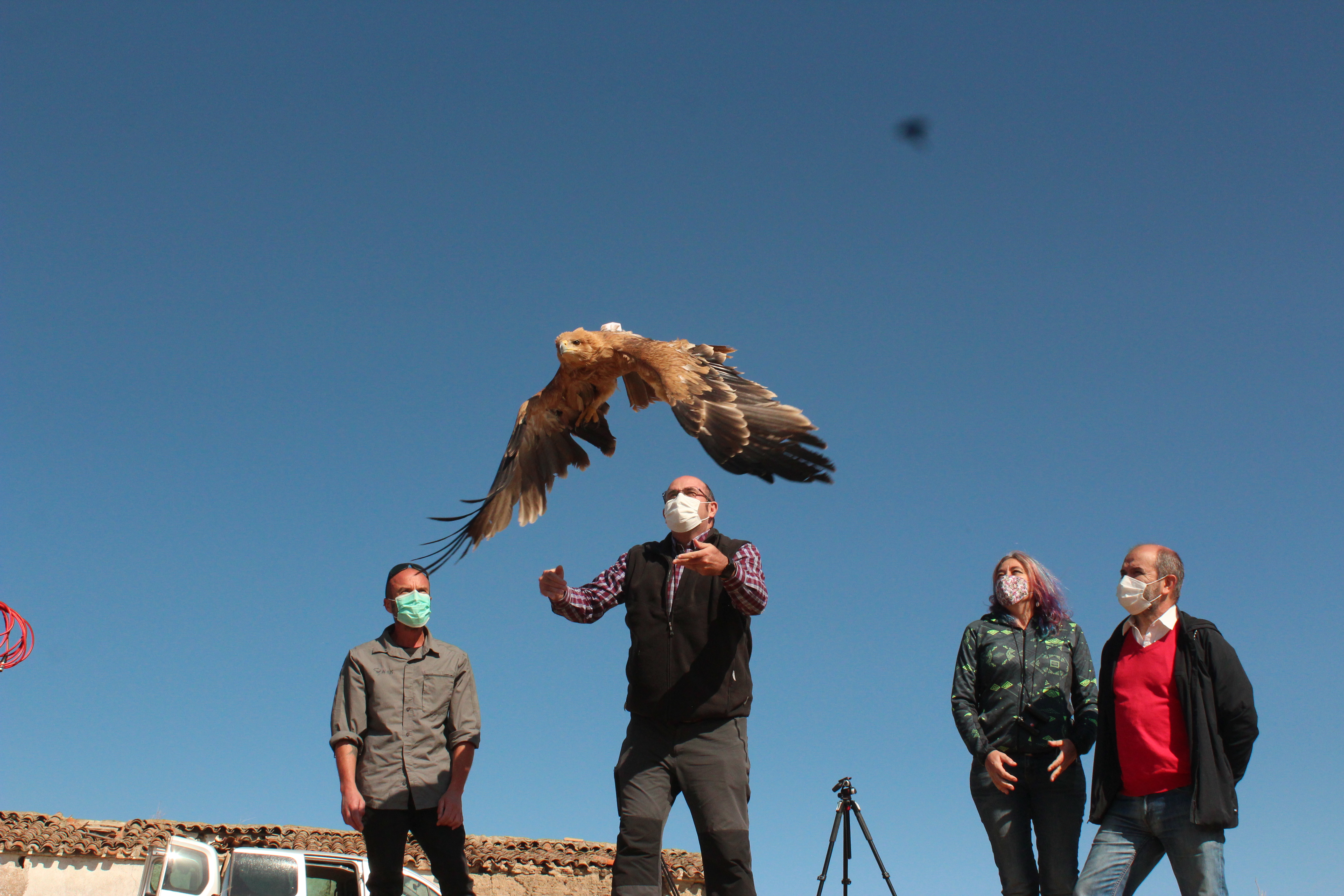 Suelta de un águila ibérica en Valencia de las Torres