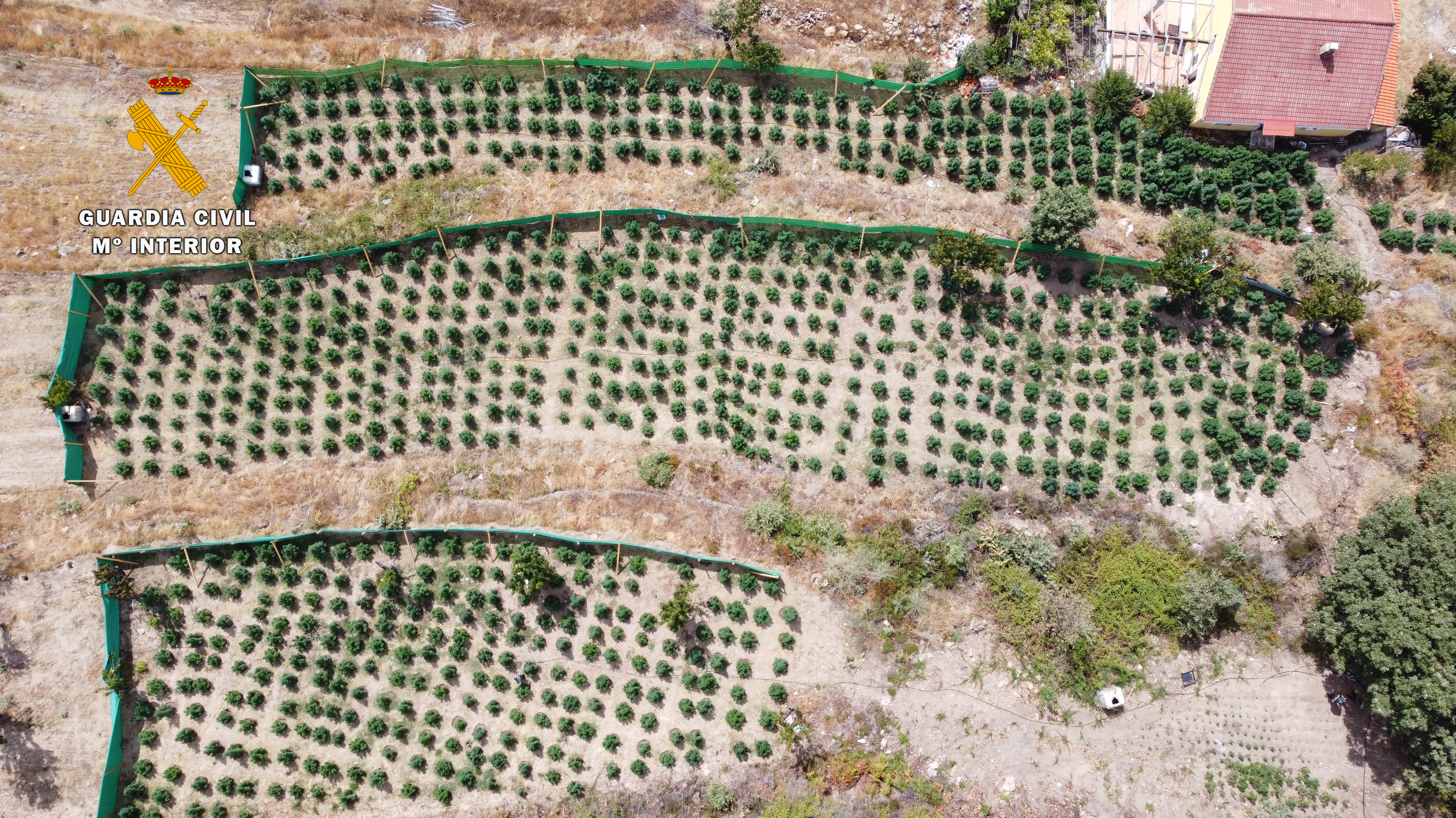 plantación marihuana jarandilla de la vera