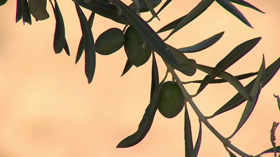 Oleoturismo en Extremadura