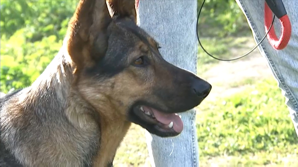 Proyecto ESCAN: “El perro me cambió la vida”