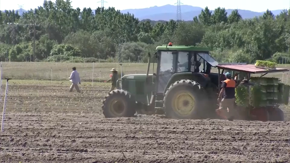 Cultivo del tabaco en el norte de Cáceres