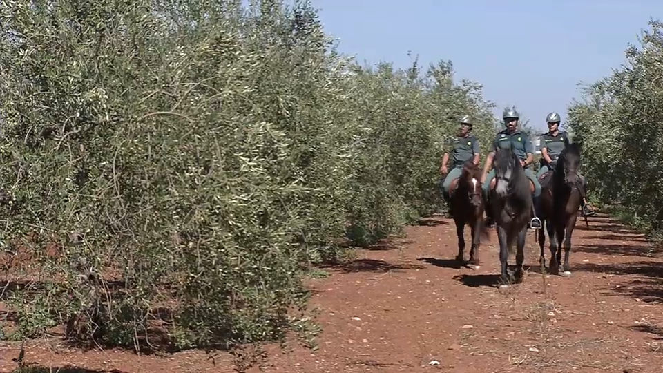 Vigilancia en la campaña de la aceituna