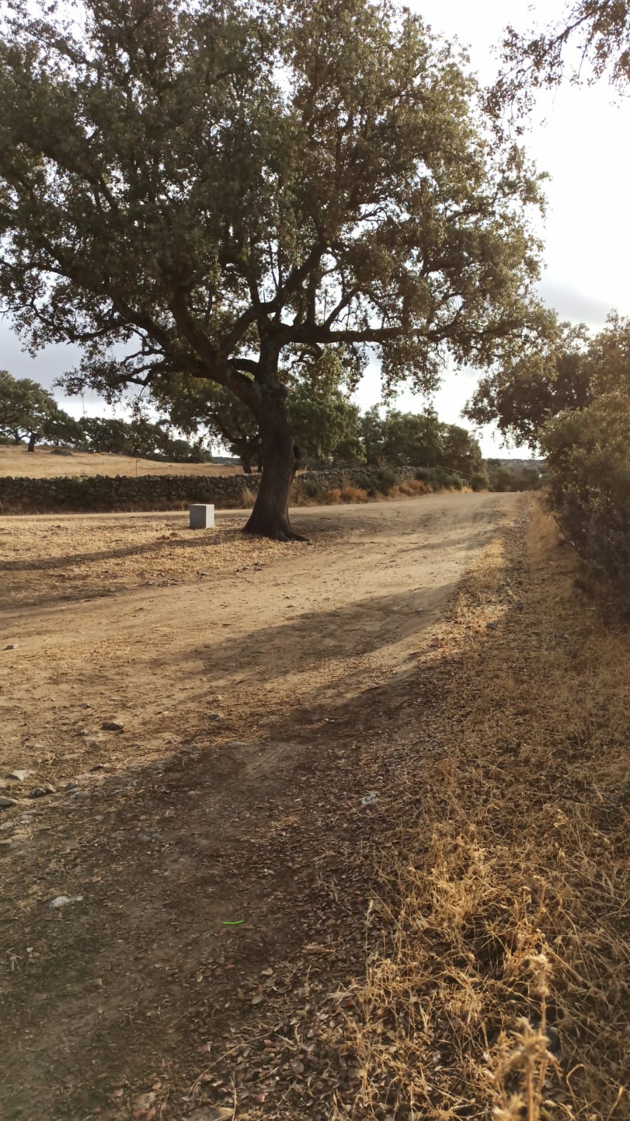 La Guardia Civil vigila la entrada a la finca donde ayer se hallaron "restos óseos"