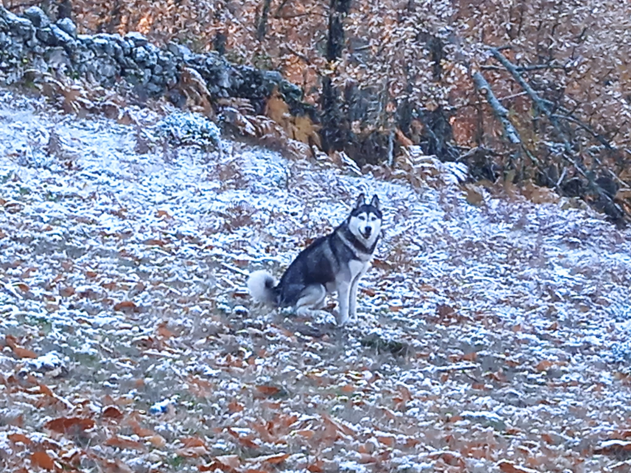 nieve en piornal