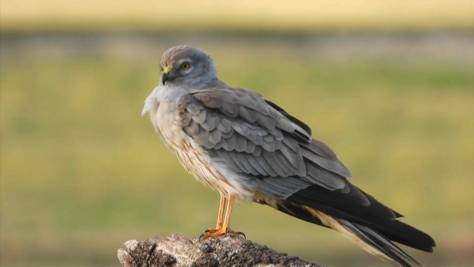 Aguilucho cenizo