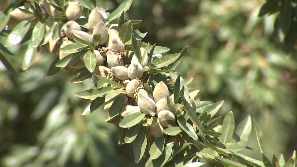 Cultivo de la almendra en Extremadura