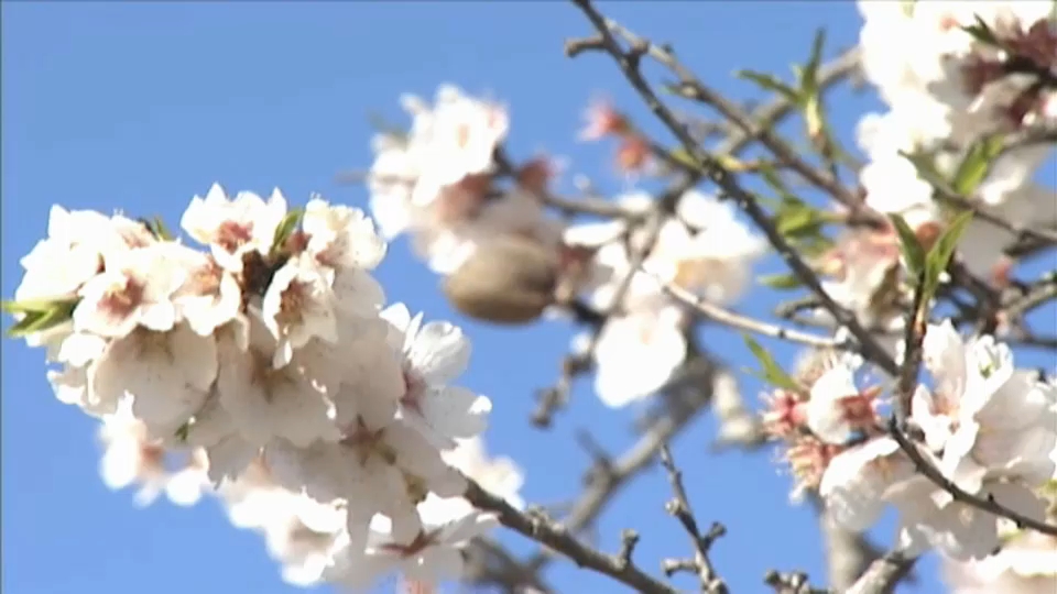 almendro en flor