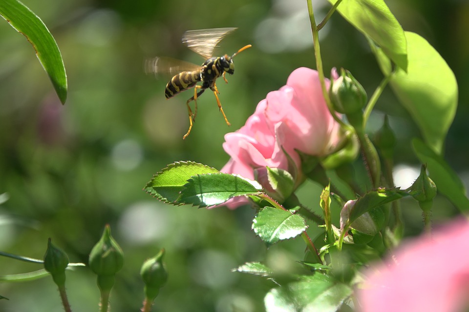 Avispa acudiendo a una flor