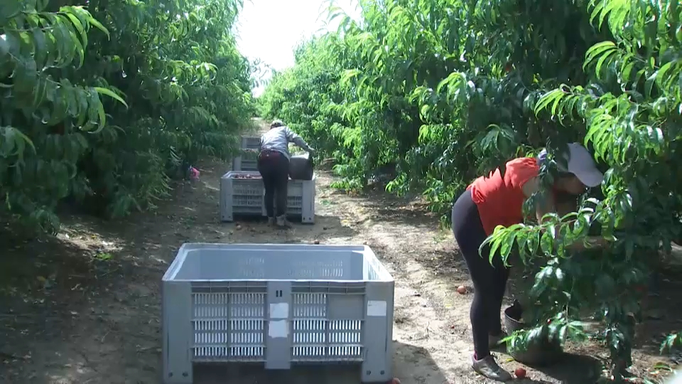 Campaña de la fruta