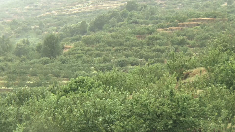 Las lluvias paralizan la campaña de la cereza