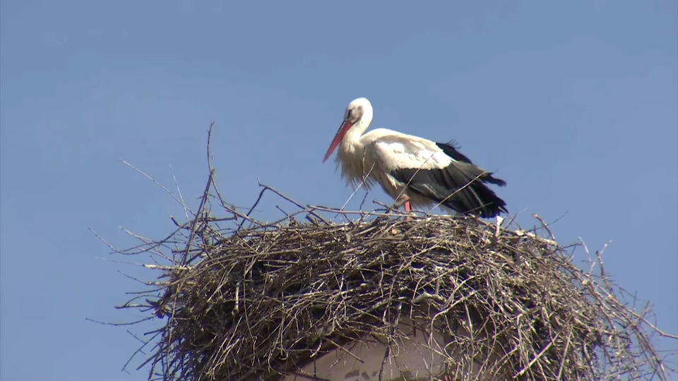 Malpartida de Cáceres rinde tributo a las aves de nuestros cielos