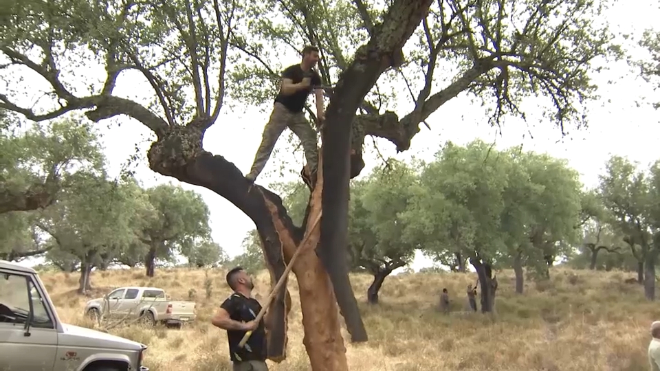 Saca del corcho en Extremadura