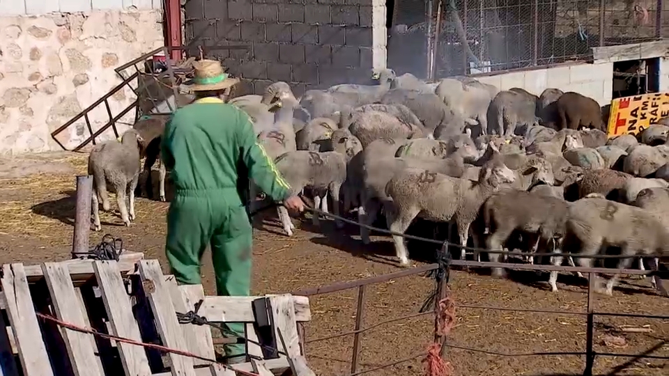 Ganadero desinsectando ovejas