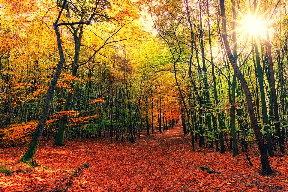 Bosque de hojas carotenoides