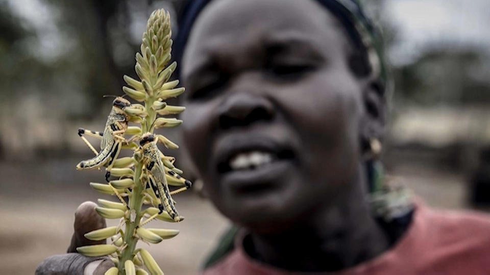 'Invasión de langostas en África oriental', de Luis Tato. World Press Photo