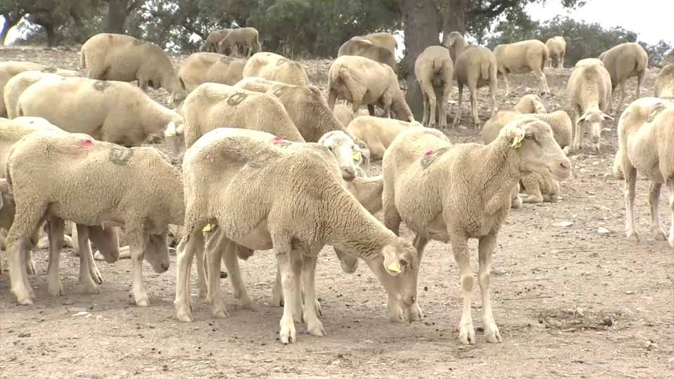 La Junta pide incluir la lengua azul en las ayudas frente al cambio climático