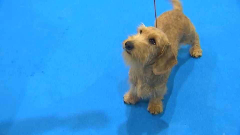 Exposición canina Mérida