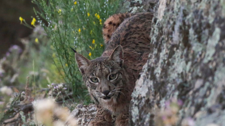 Uno de los linces visto en el entorno de Proserpina