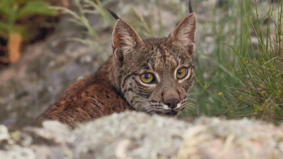 Otro lince en Proserpina