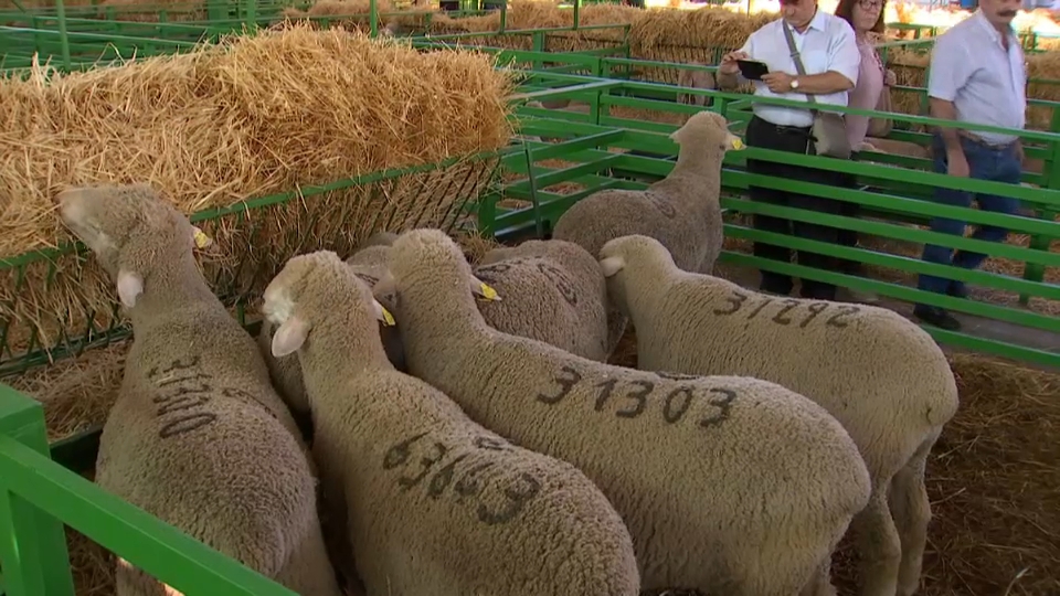 Los animales vuelven a las naves de Zafra este 2021 