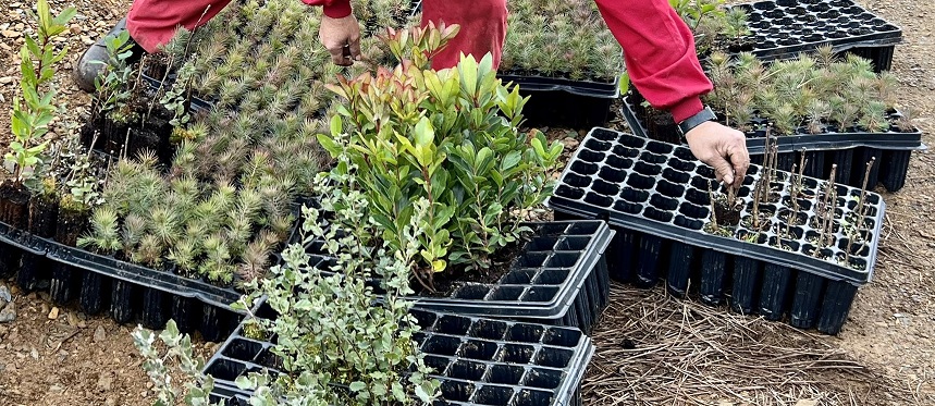 Reforestación en Las Hurdes