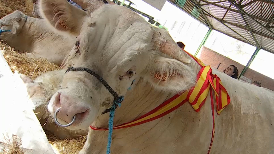 vaca ganadora feria de zafra