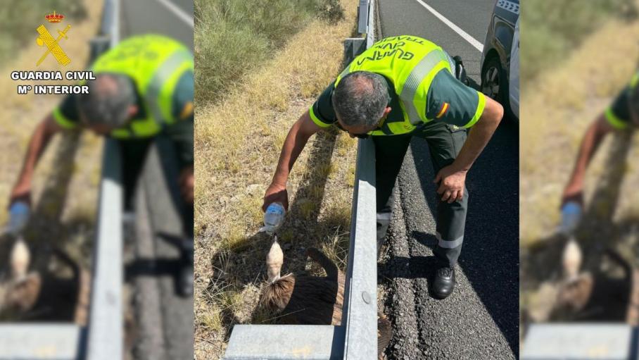 La Guardia rescata a un buitre leonado