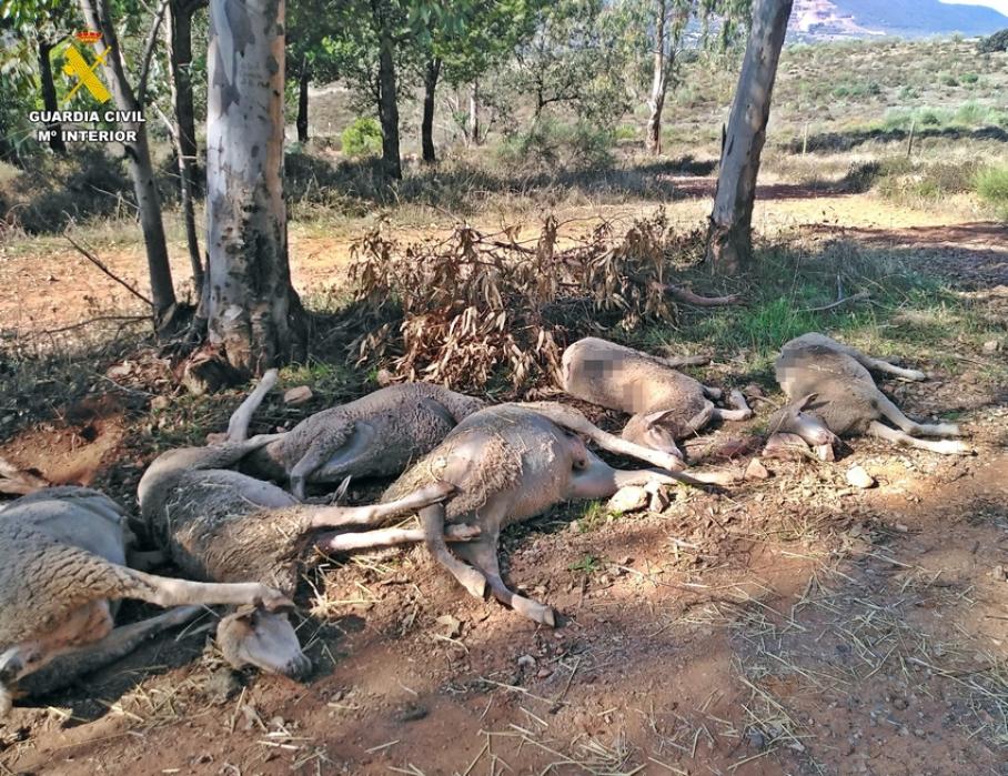 Ovejas muertas