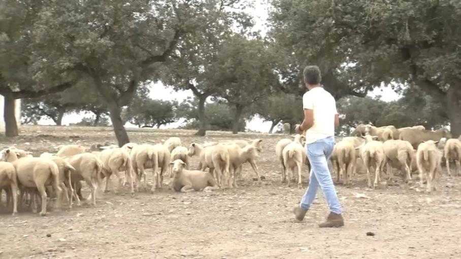 La Junta pide incluir la lengua azul en las ayudas frente al cambio climático