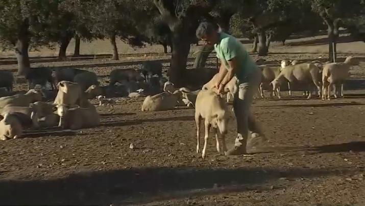 Preocupación por la lengua azul en Extremadura