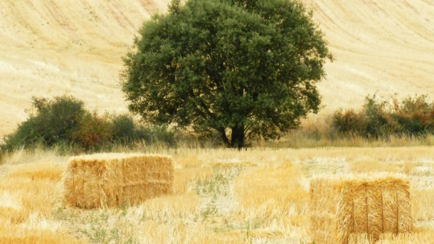 Encina en secano