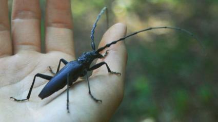 Escarabajo cerdo