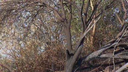 Estabilizados los incendios de Navaconcejo e Higuera de la Serena