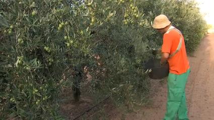 Campaña de aceituna de mesa