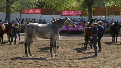 Feria de Zafra