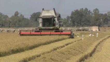 Producción de arroz en Extremadura