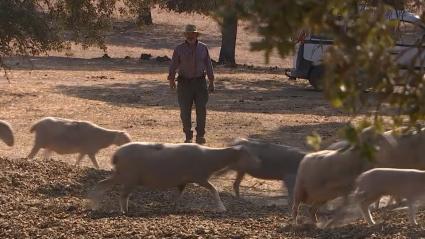 Explotación ganadera en El Carrascalejo