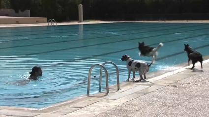 Mascotas a punto de lanzarse a la piscina