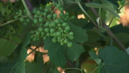 Viñedo destinado a la producción de cava