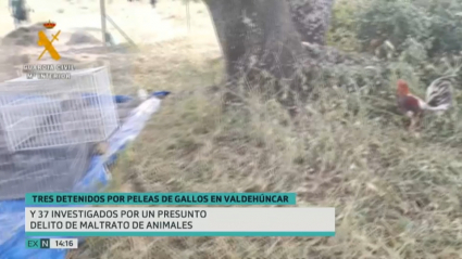 Imagen captada por la Guardia Civil de uno de los gallos empleados en las peleas