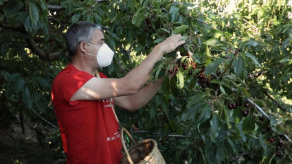 Luis Noel, agricultor del Valle del Jerte, recolecta la picota