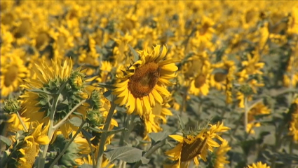 Plantación de girasoles en Extremadura.