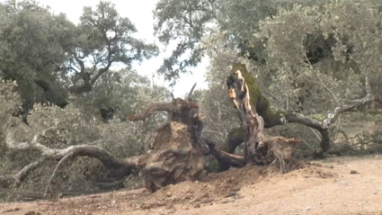 Encinas que tiró el viento en Higuera de Vargas