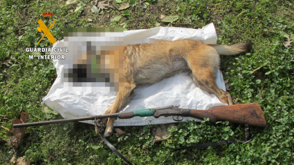 Cadáver del animal y escopeta hallados por Guardia Civil